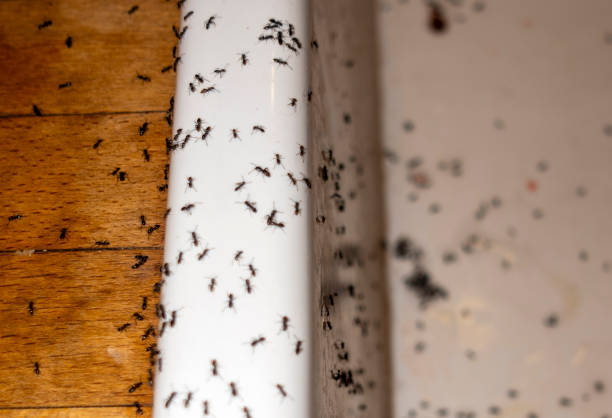 Best Termite Control Services  in London, KY